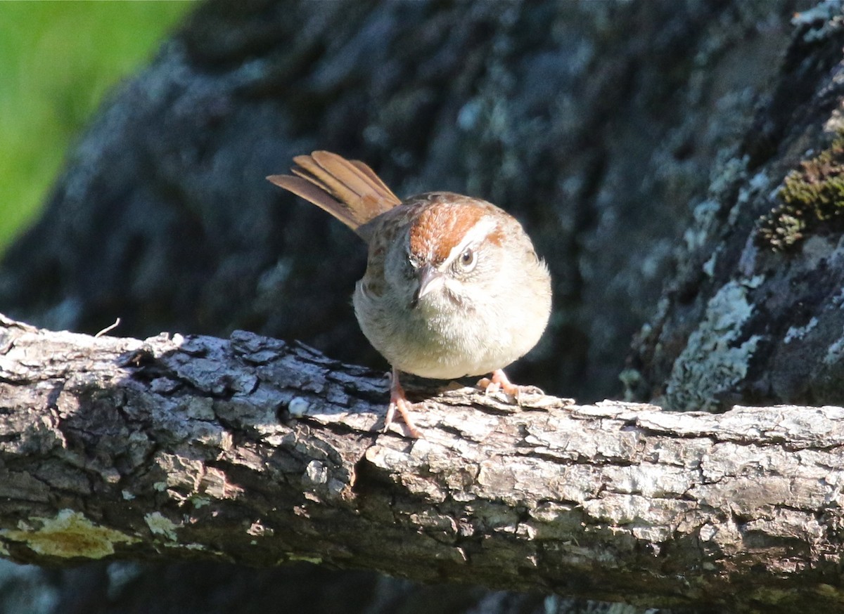 Rufous-crowned Sparrow - ML94563461