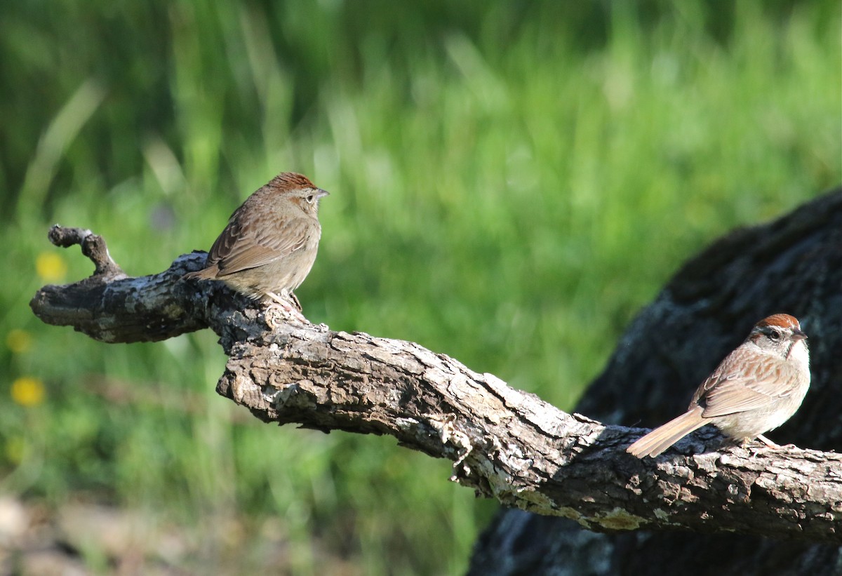 Rufous-crowned Sparrow - ML94563541