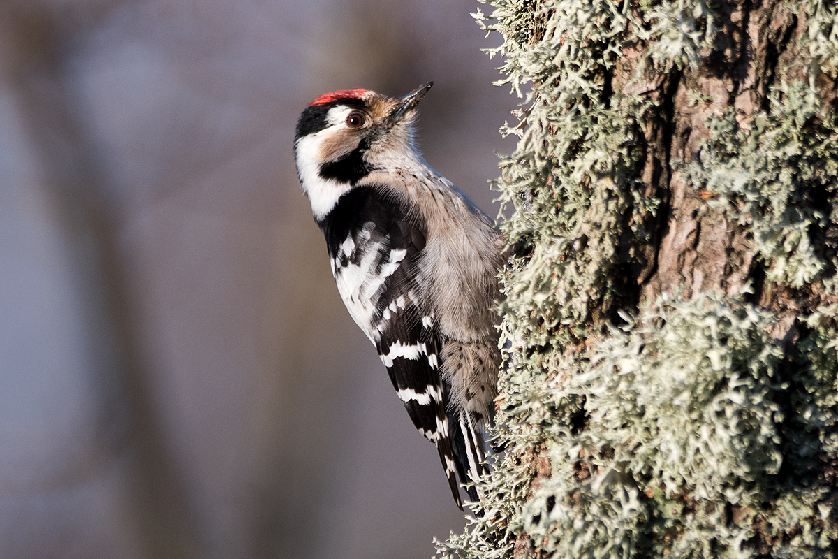 Lesser Spotted Woodpecker - ML94568751