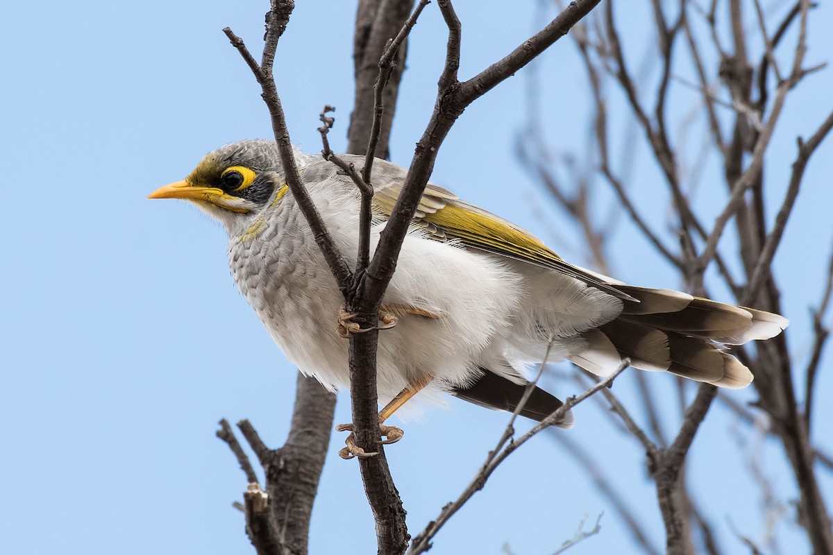 Yellow-throated Miner - Terence Alexander