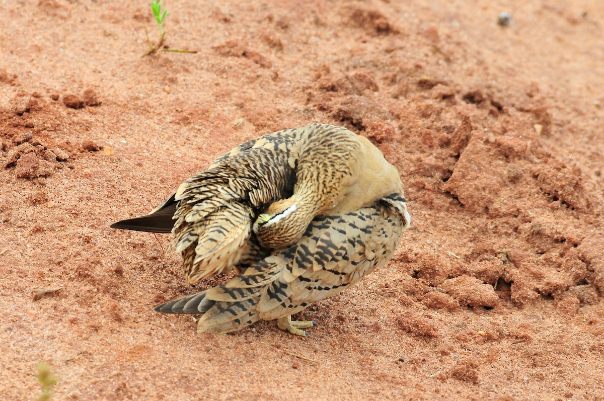 Black-faced Sandgrouse - Kurt Hennige