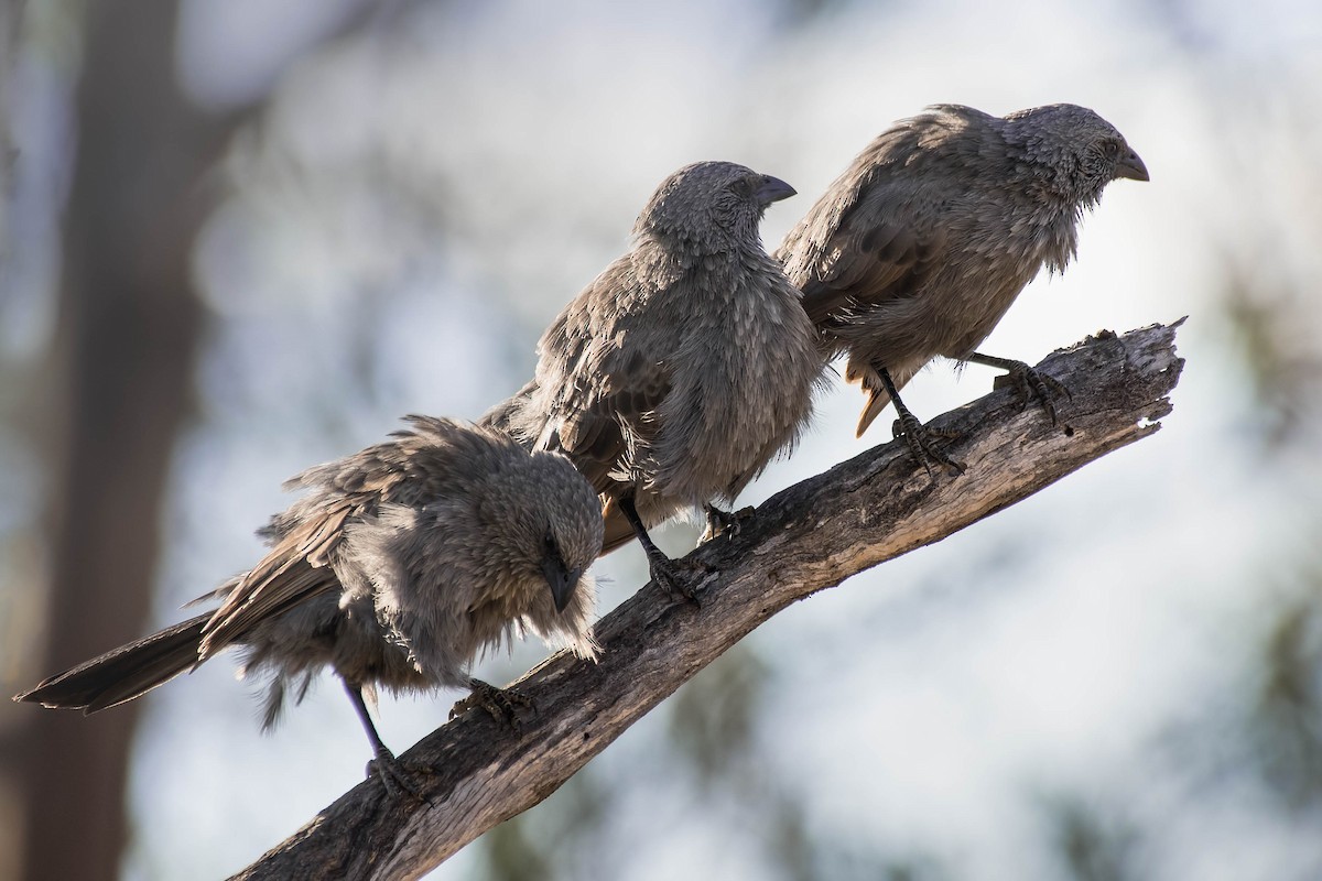 Apostlebird - Terence Alexander