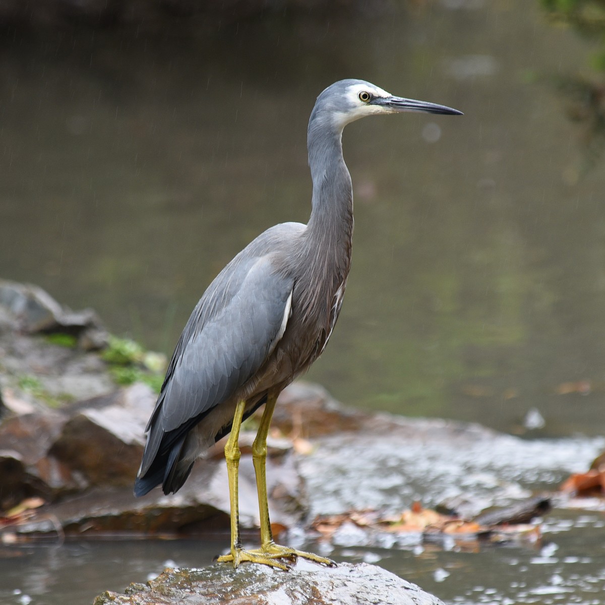 White-faced Heron - ML94572081