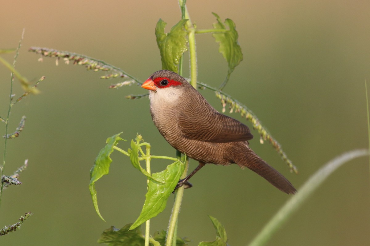 Common Waxbill - Fadzrun A.