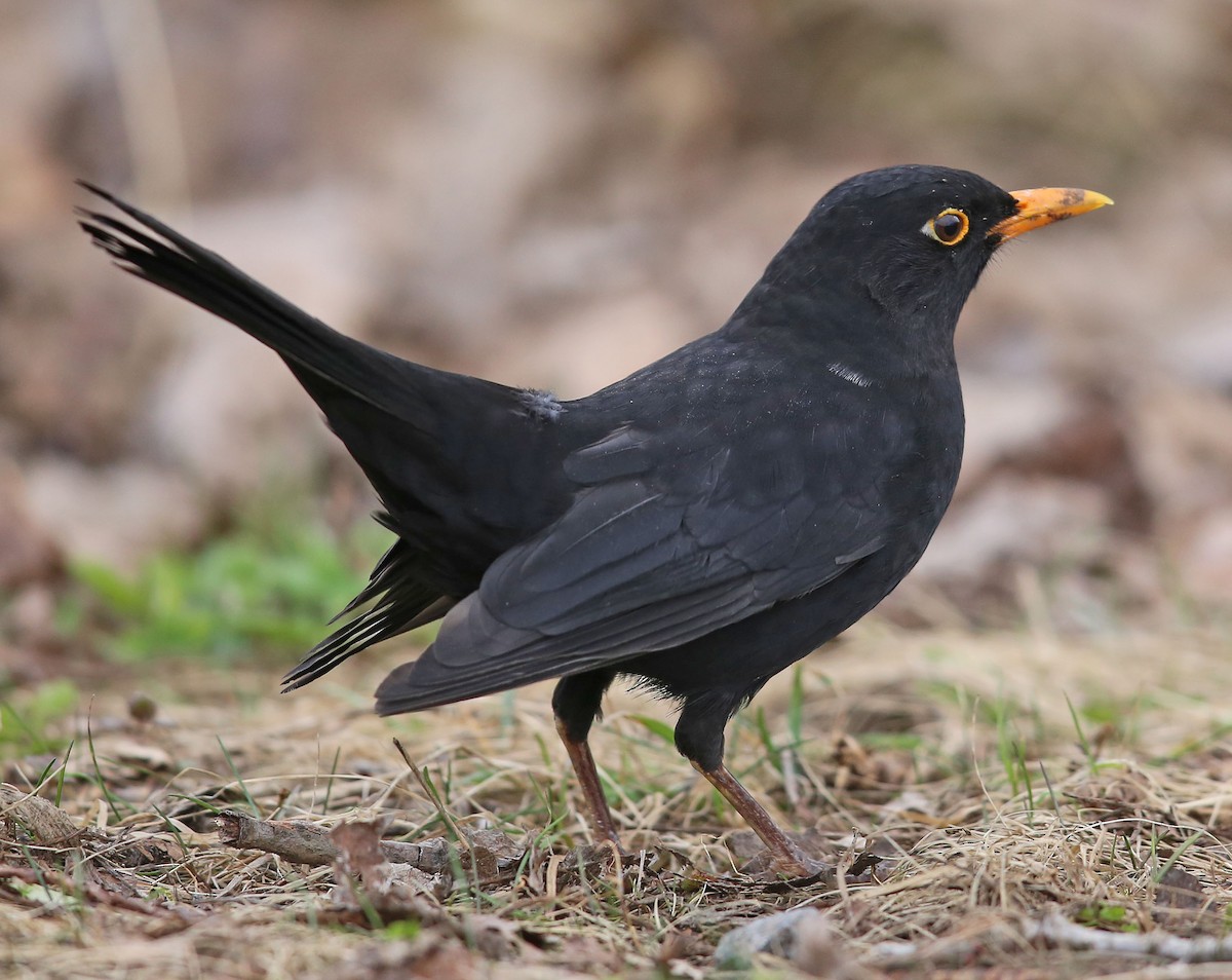 Eurasian Blackbird - Mike Litak