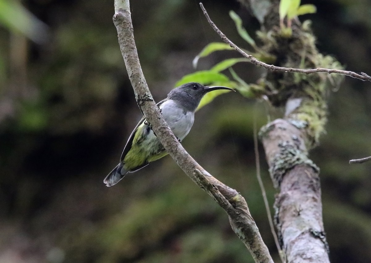 Gray-hooded Sunbird - Pete Simpson