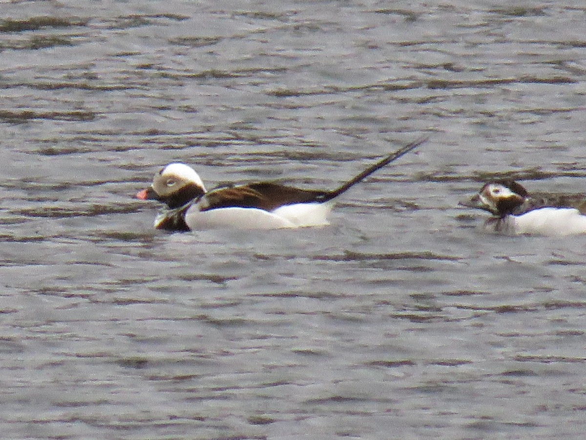 Long-tailed Duck - ML94578081