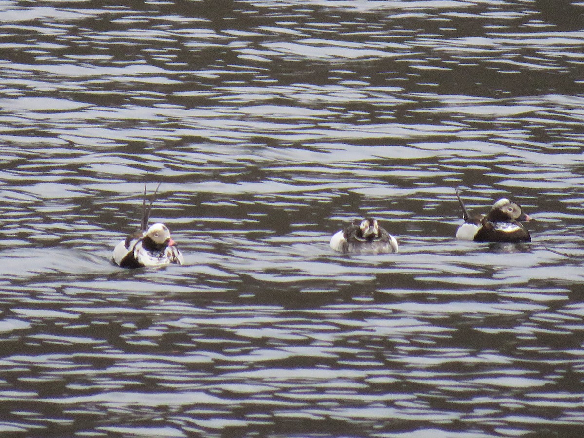Long-tailed Duck - ML94578221