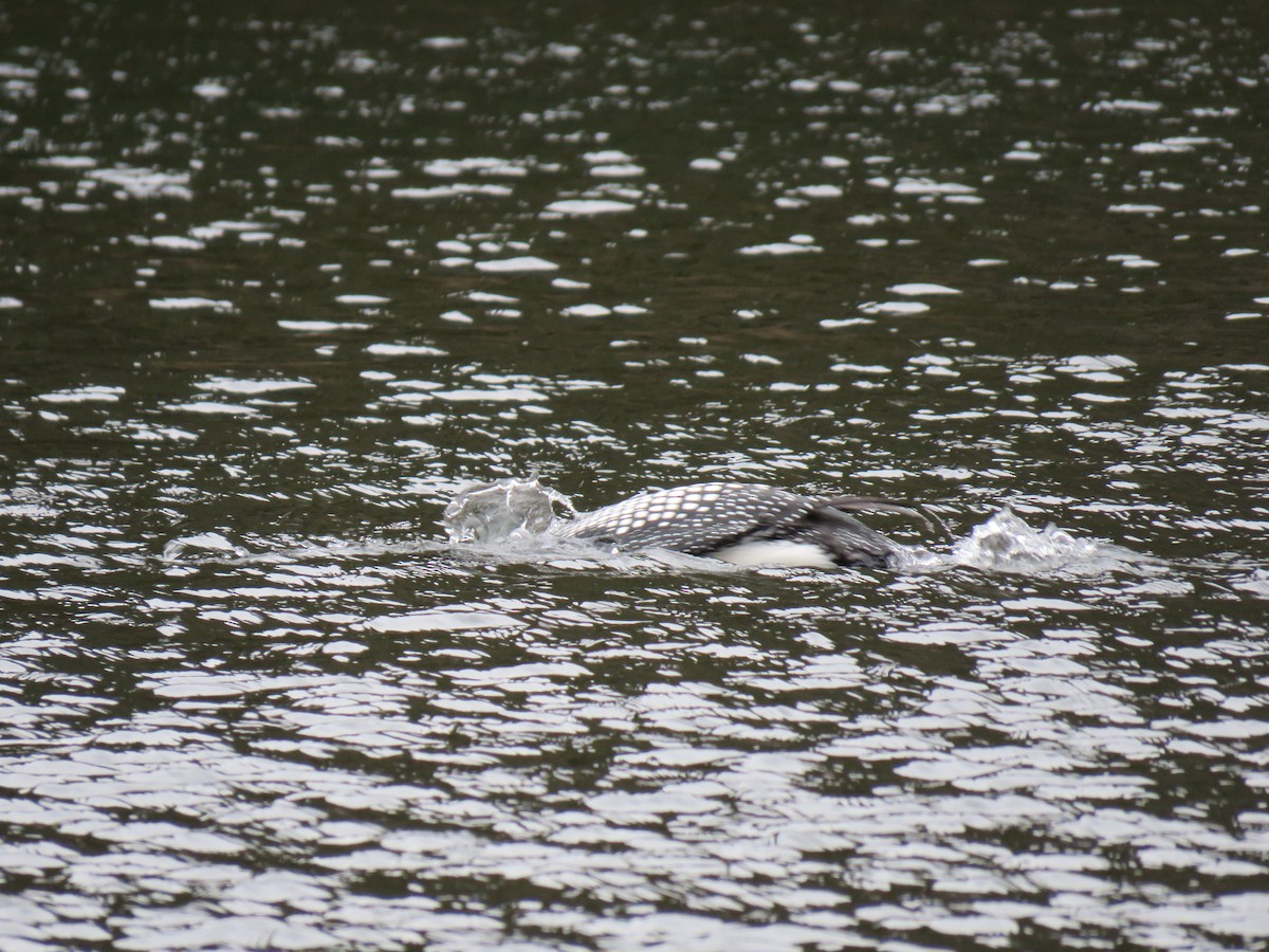 Common Loon - ML94578311