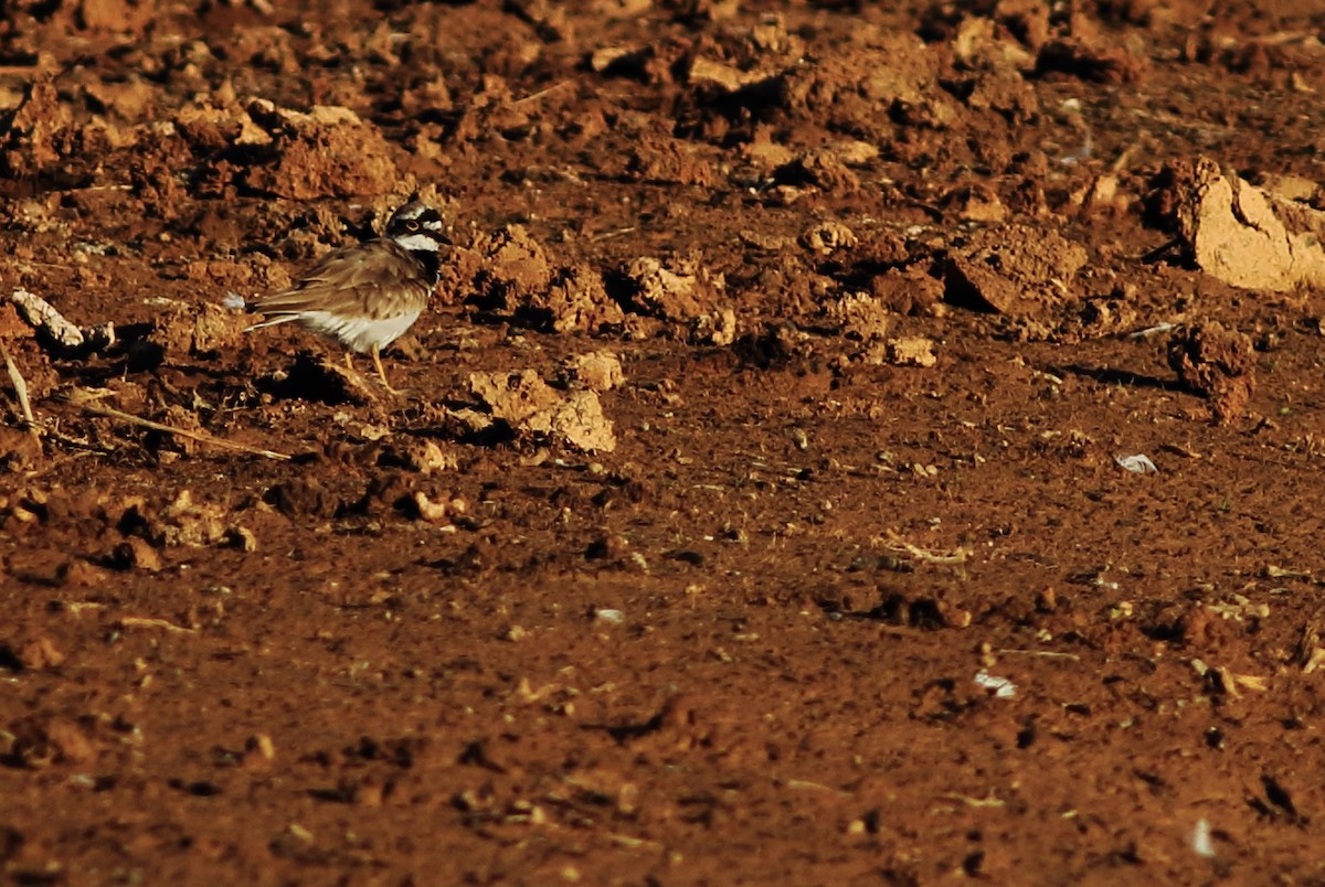 Little Ringed Plover - ML94578921