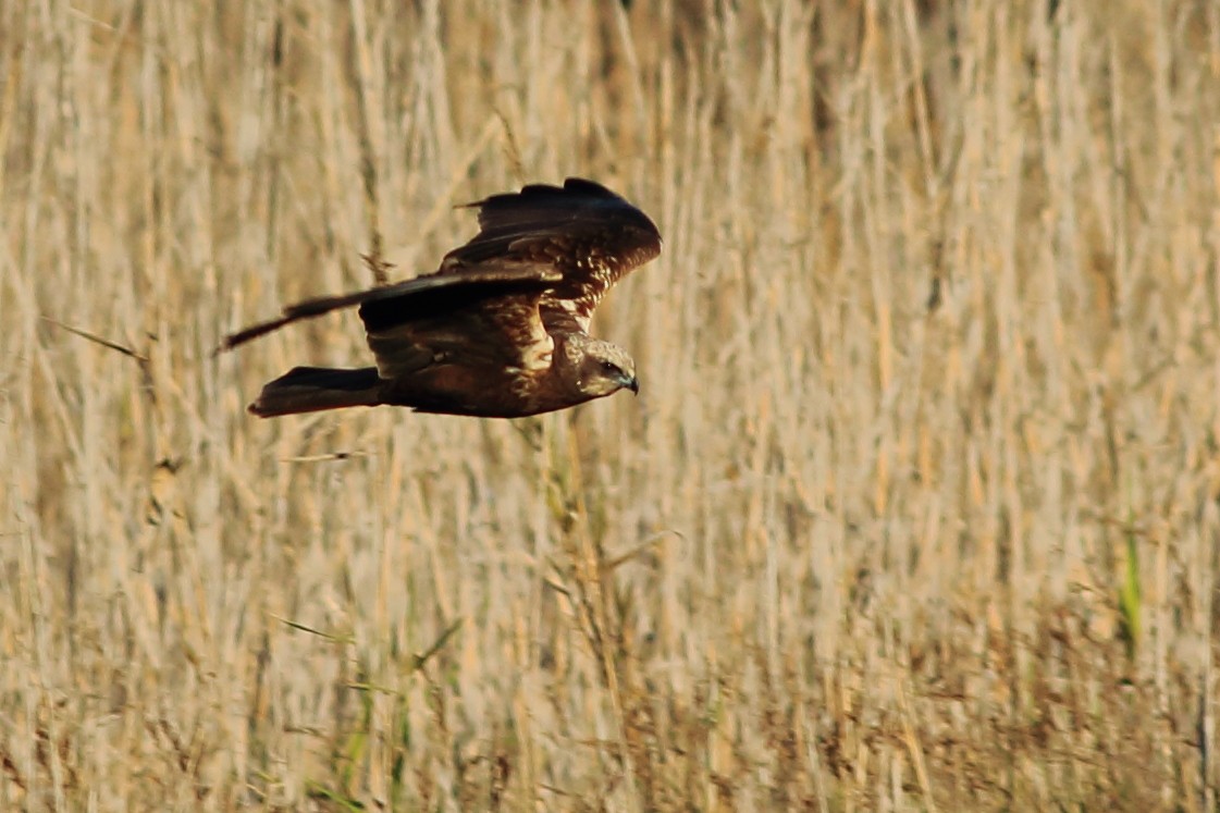 Western Marsh Harrier - ML94578951