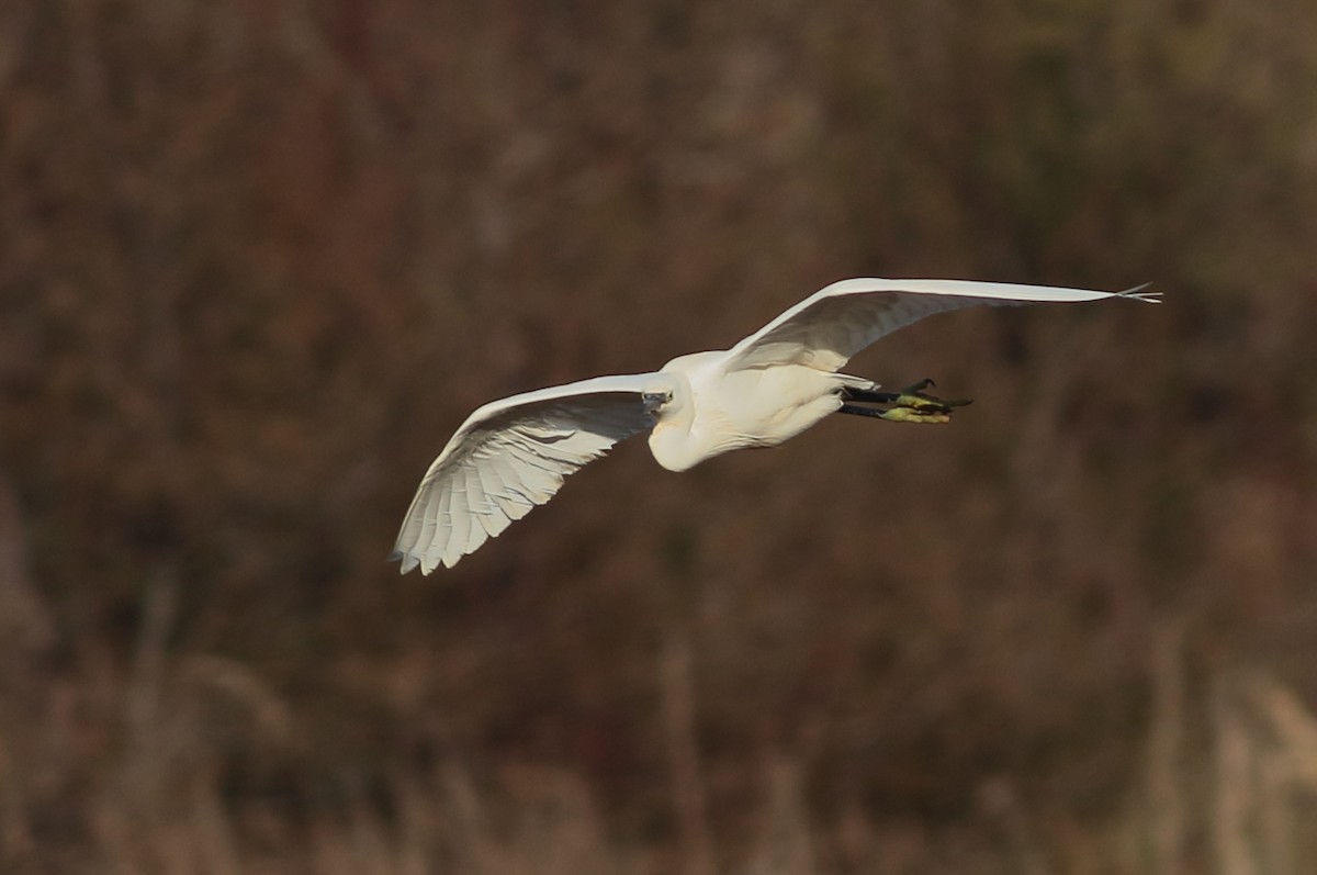 Little Egret - ML94579011