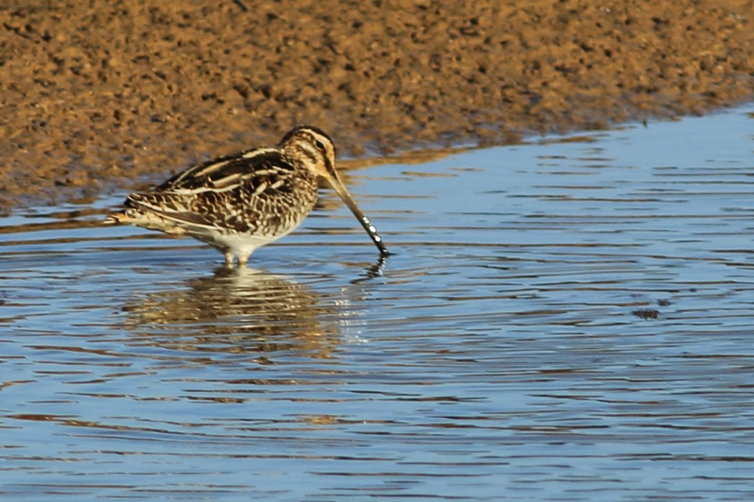 Common Snipe - Sérgio Correia