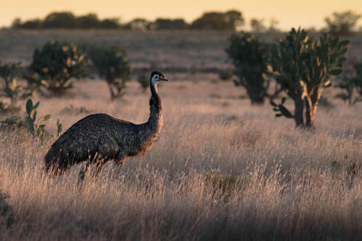 Emu - Hayley Alexander