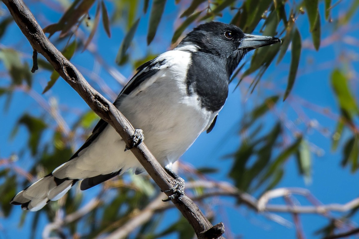 Pied Butcherbird - Hayley Alexander