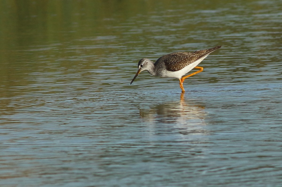 Lesser Yellowlegs - Sérgio Correia