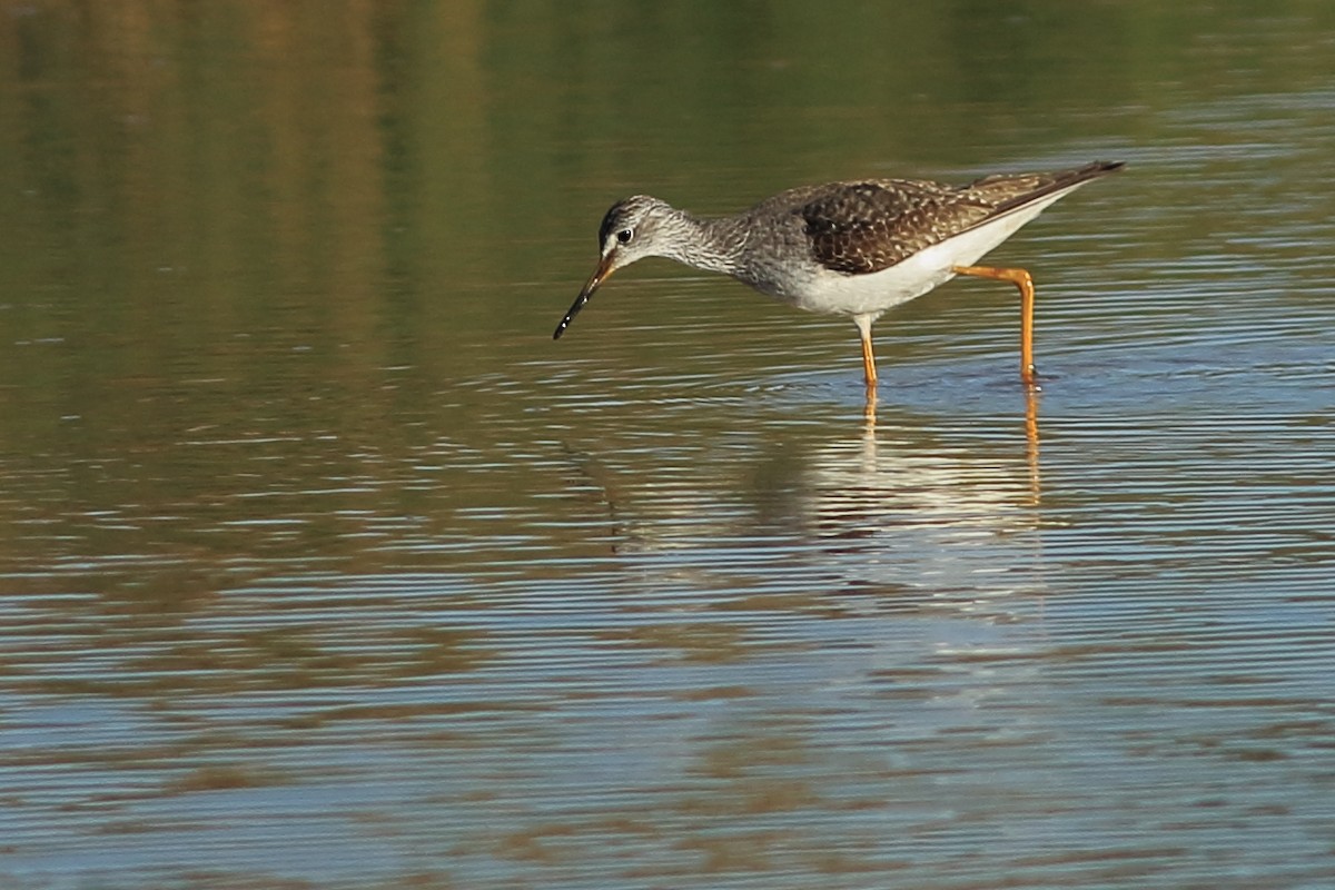 Lesser Yellowlegs - ML94579831