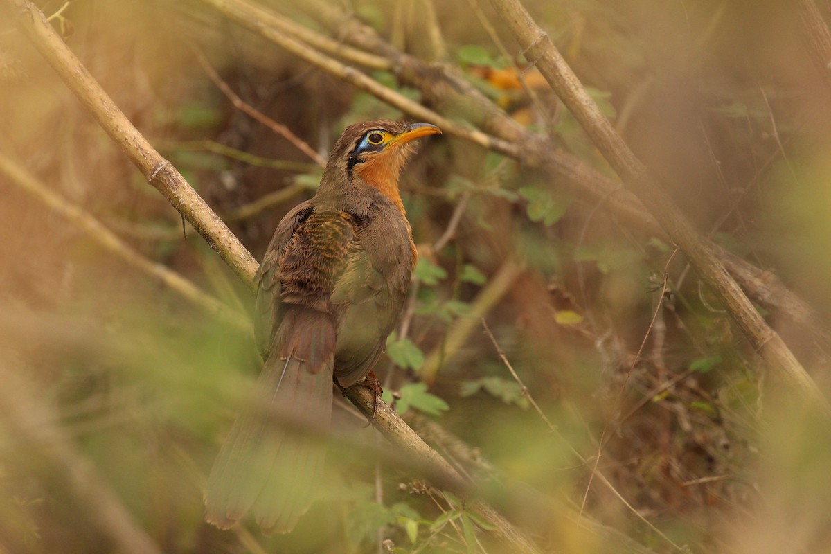 Lesser Ground-Cuckoo - ML94581091