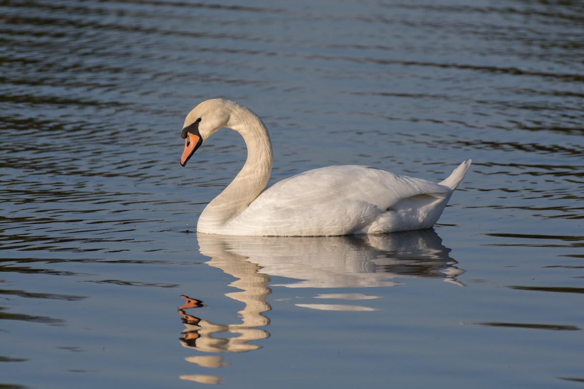 Mute Swan - Roman Pícha