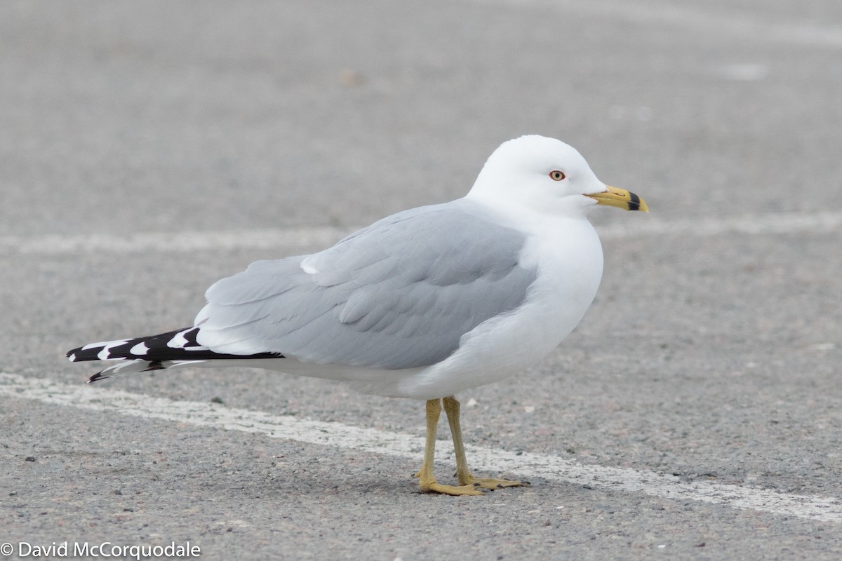 Ring-billed Gull - ML94581971