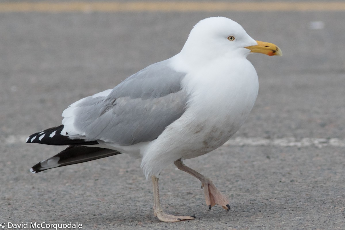 Herring Gull (American) - David McCorquodale