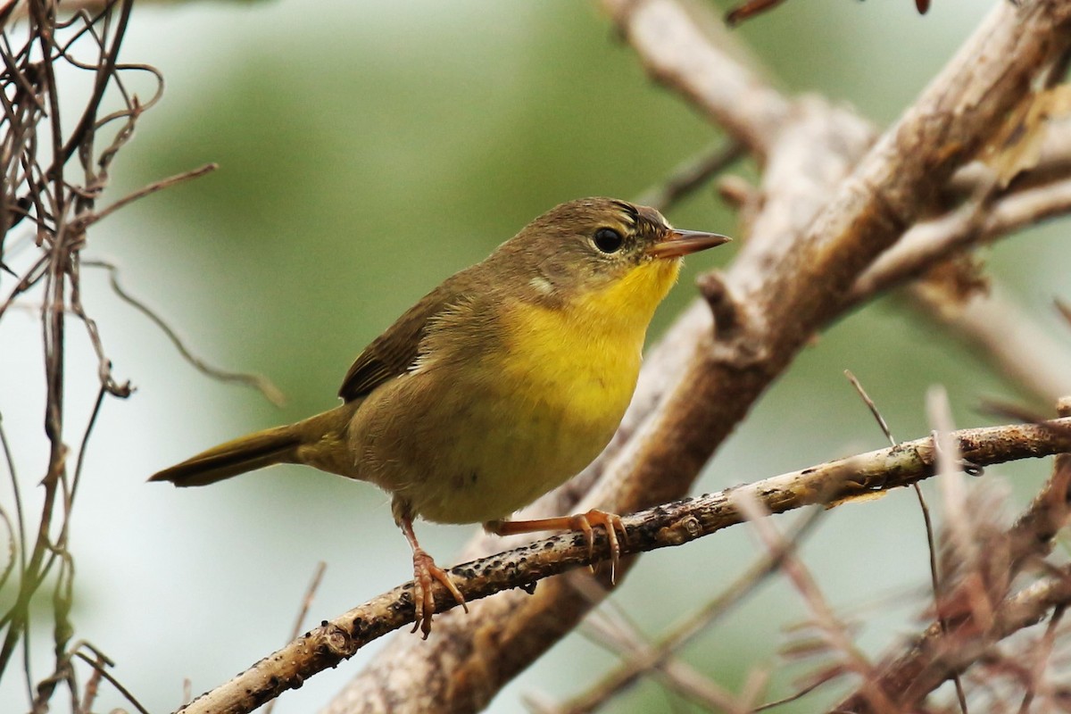 Bahama Yellowthroat - Jason Estep