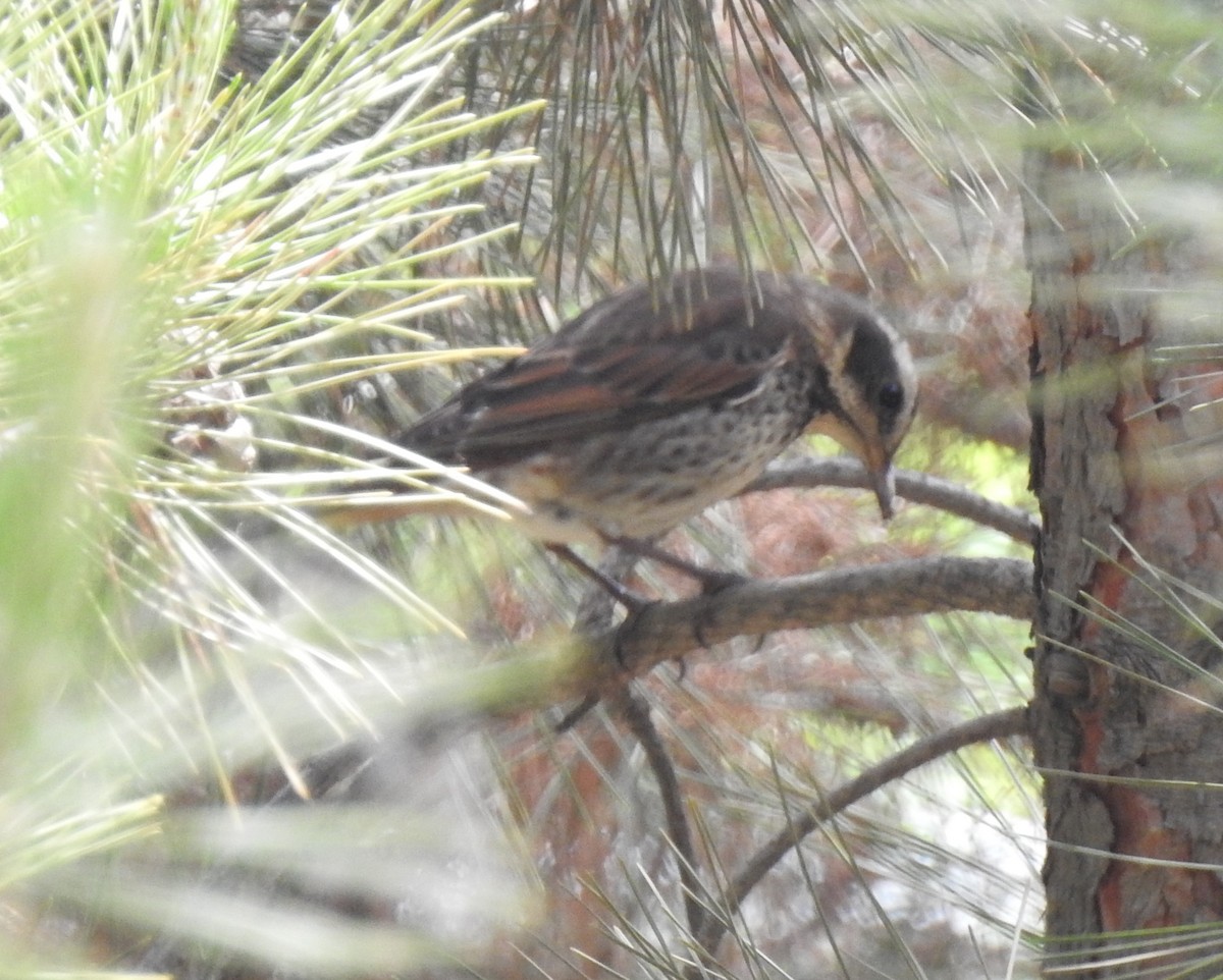 Dusky Thrush - ML94584491