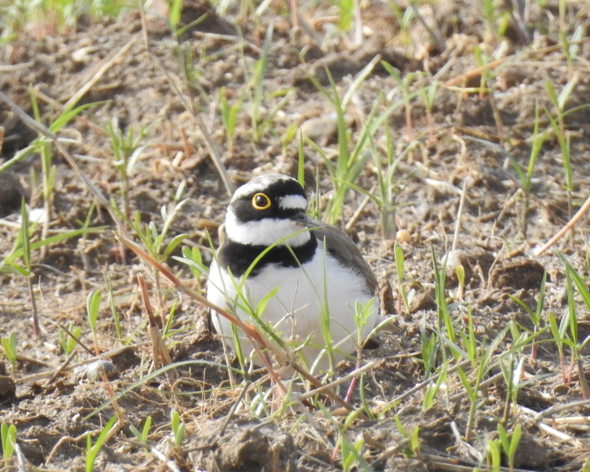 Little Ringed Plover - ML94585161