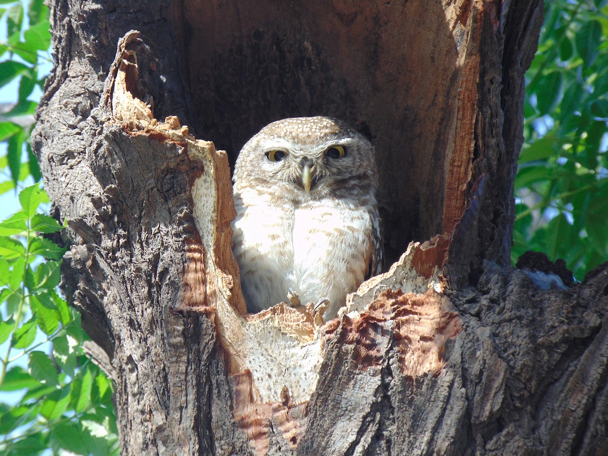 Spotted Owlet - ML94585271