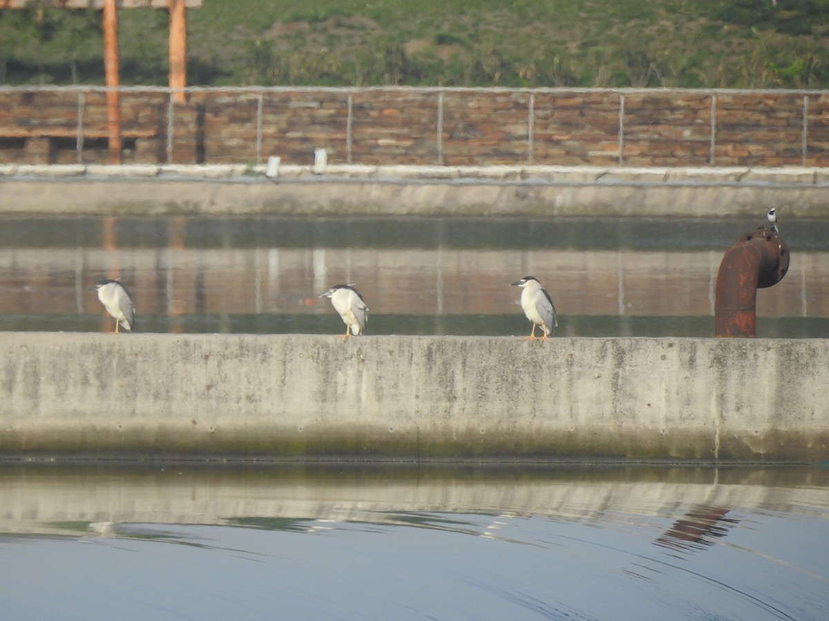 Black-crowned Night Heron - ML94585461