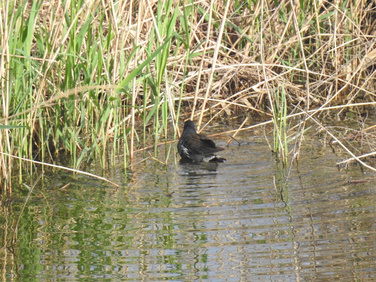 Eurasian Moorhen - ML94585541