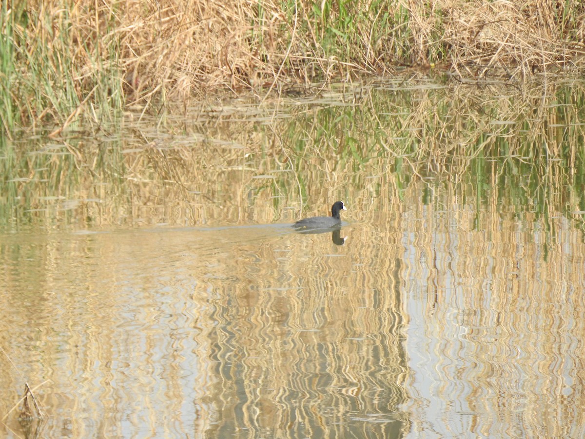 Eurasian Coot - ML94585581