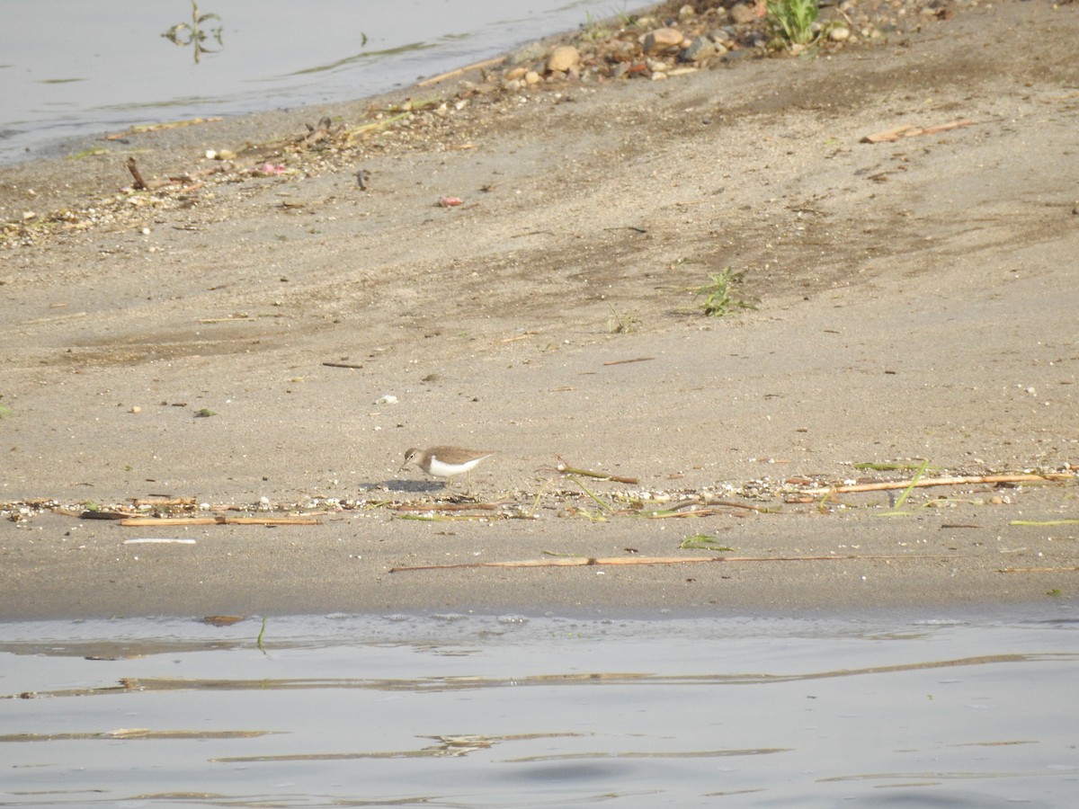 Common Sandpiper - ML94585661