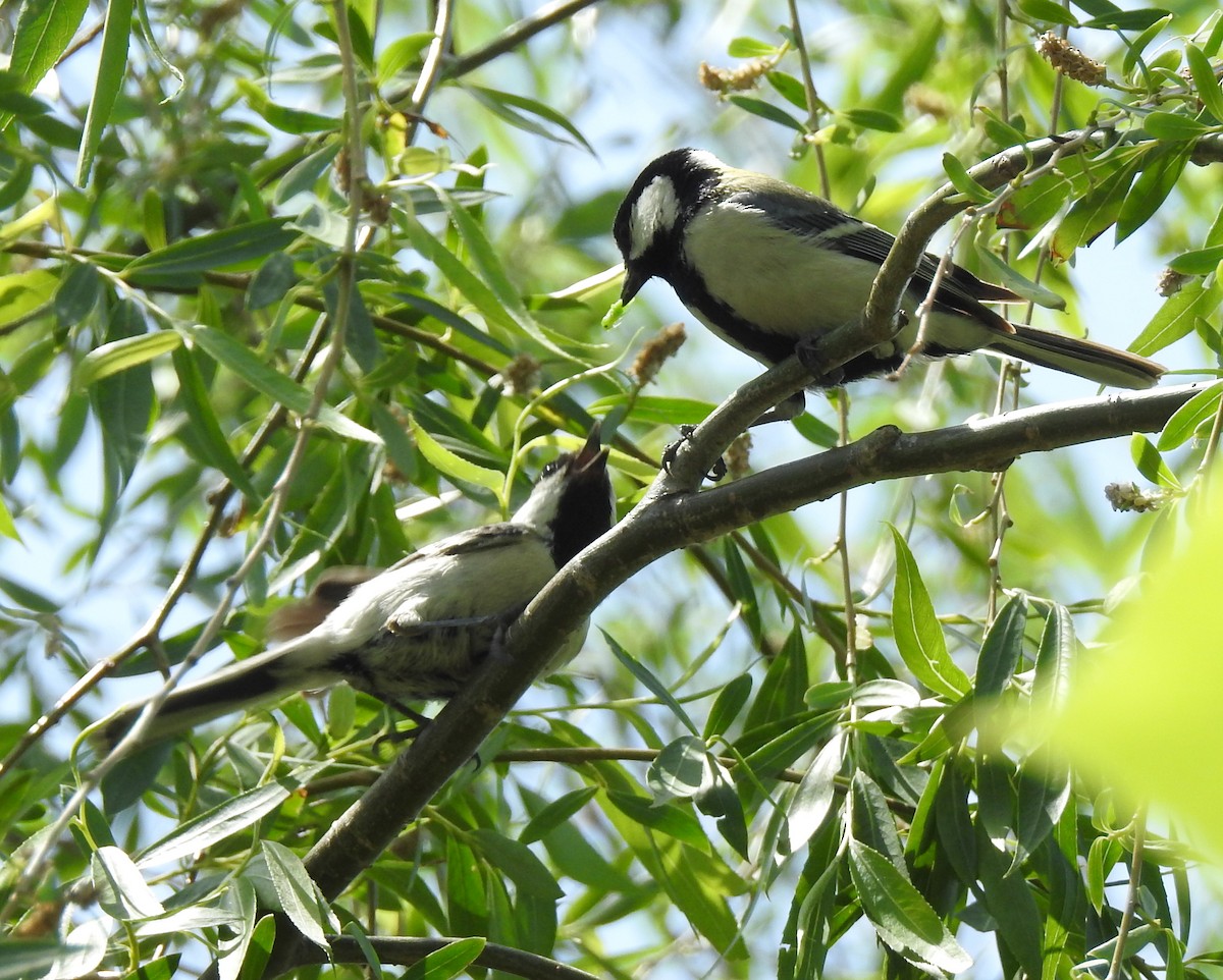 Japanese Tit - Scott Young