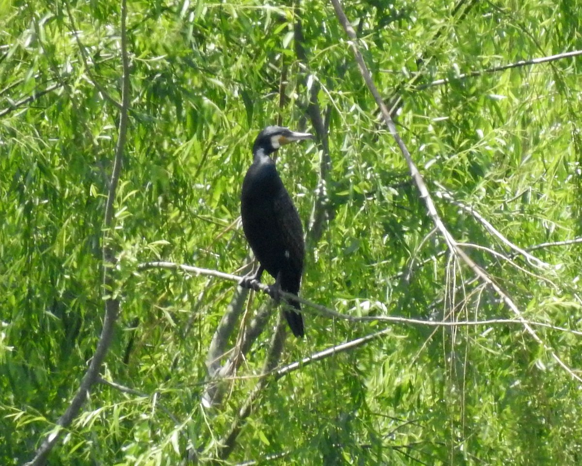 Great Cormorant - ML94585871