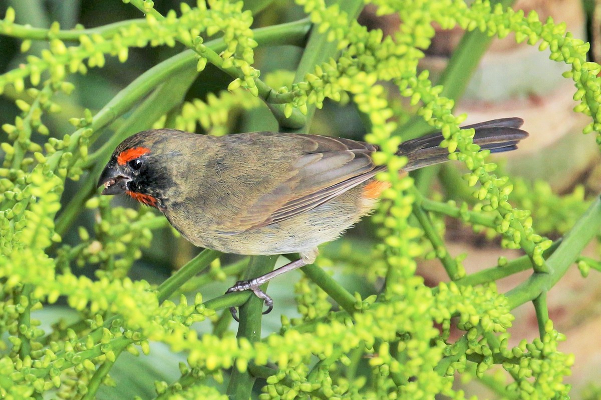 Greater Antillean Bullfinch - Jason Estep