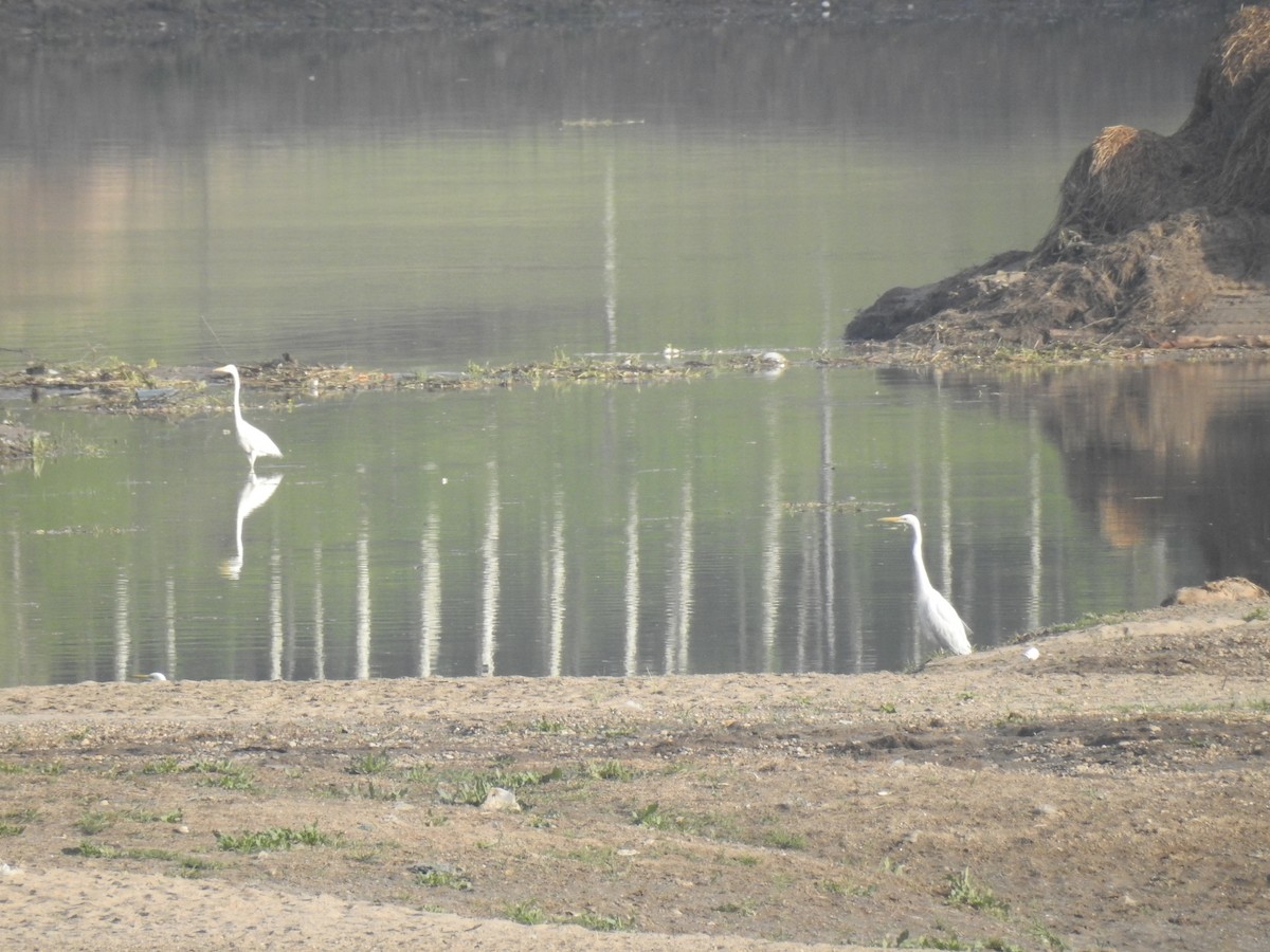 Great Egret - ML94586061