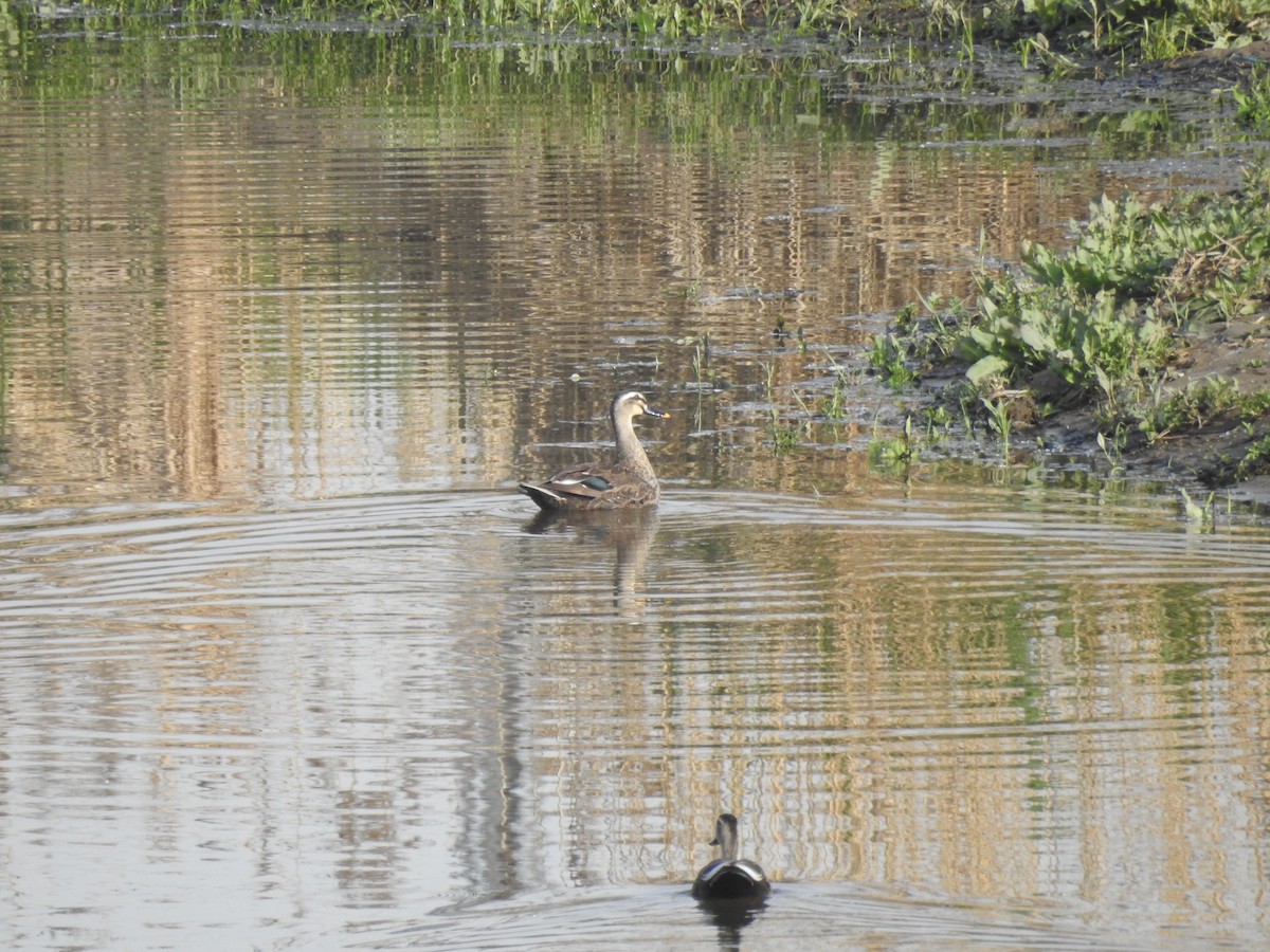 Eastern Spot-billed Duck - ML94586131