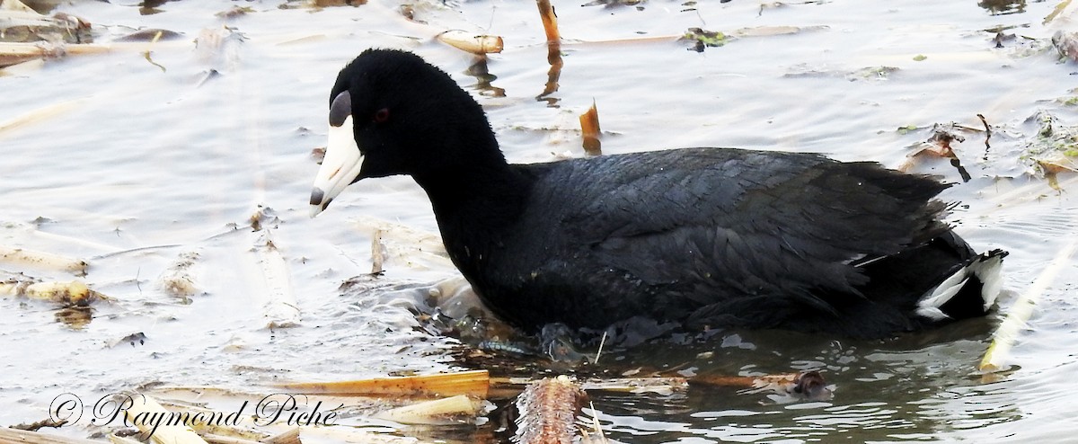 American Coot - ML94586171