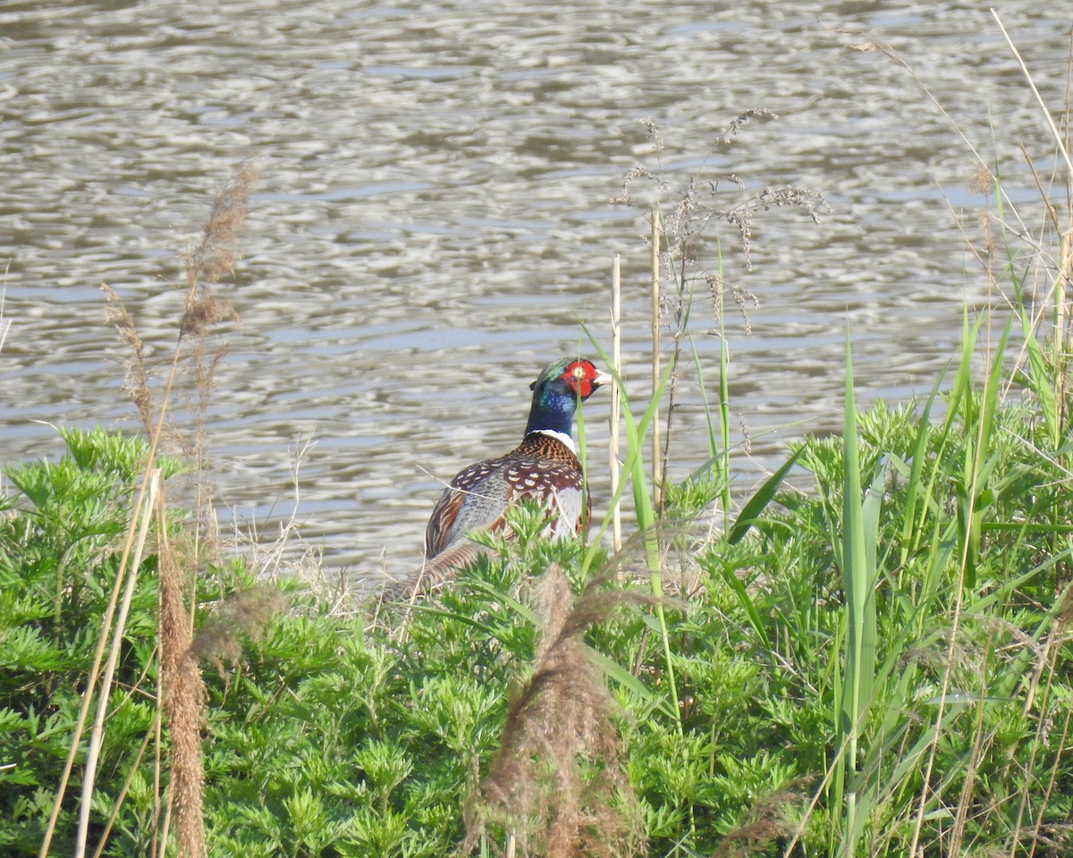 Ring-necked Pheasant - ML94586181