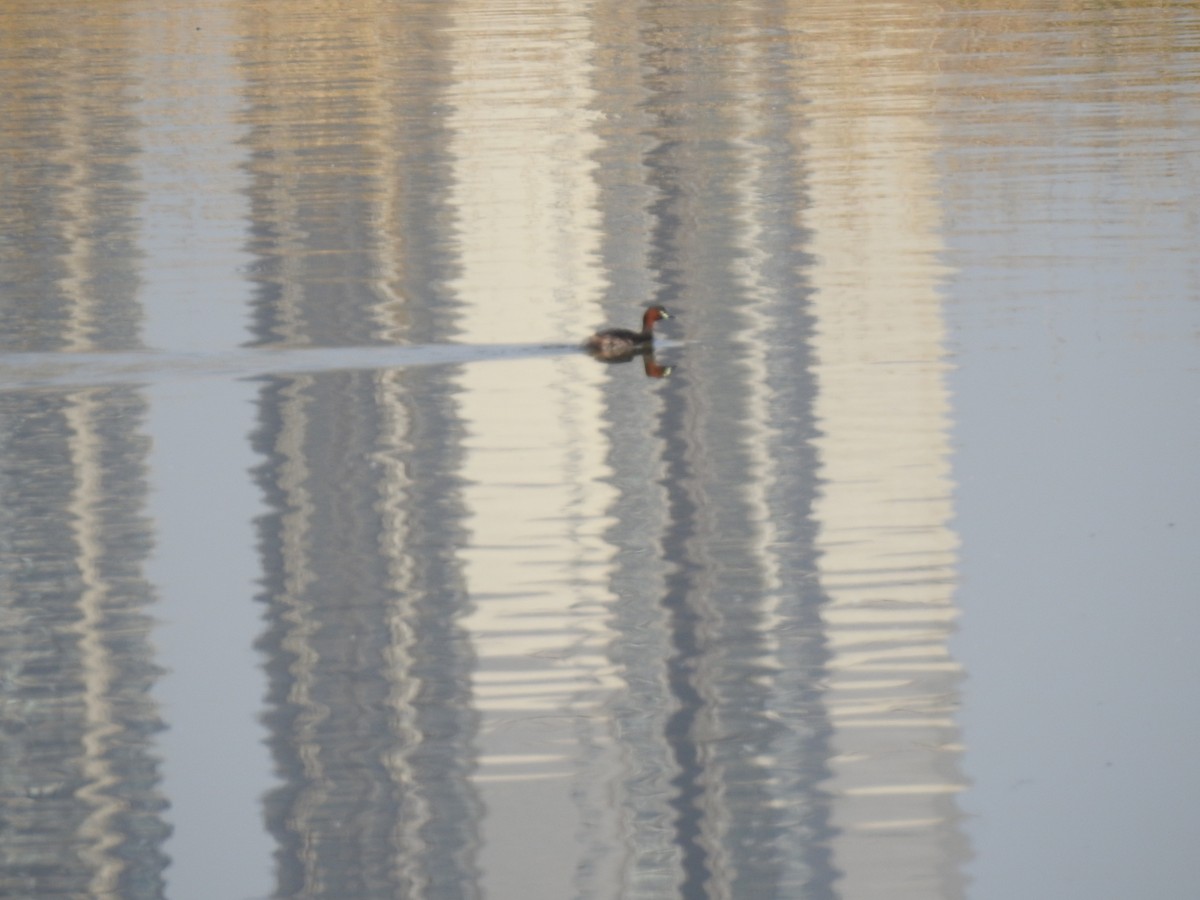 Little Grebe - ML94586291