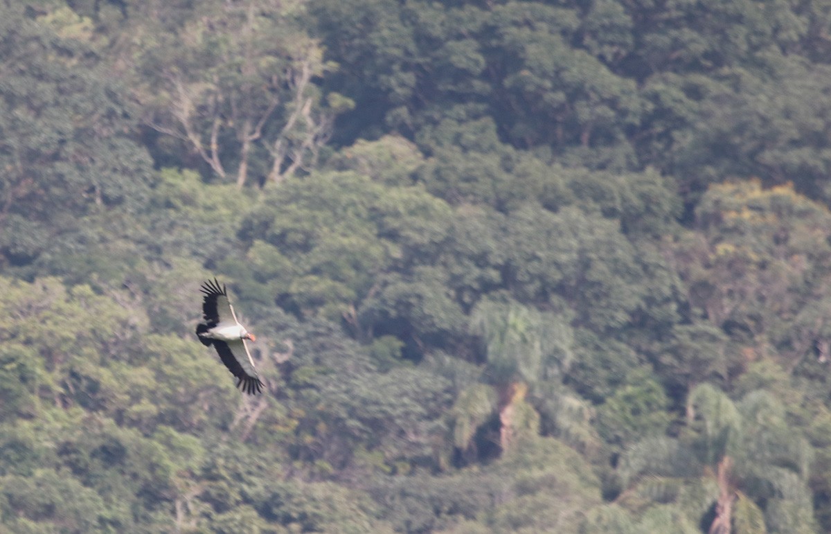 King Vulture - ML94586481