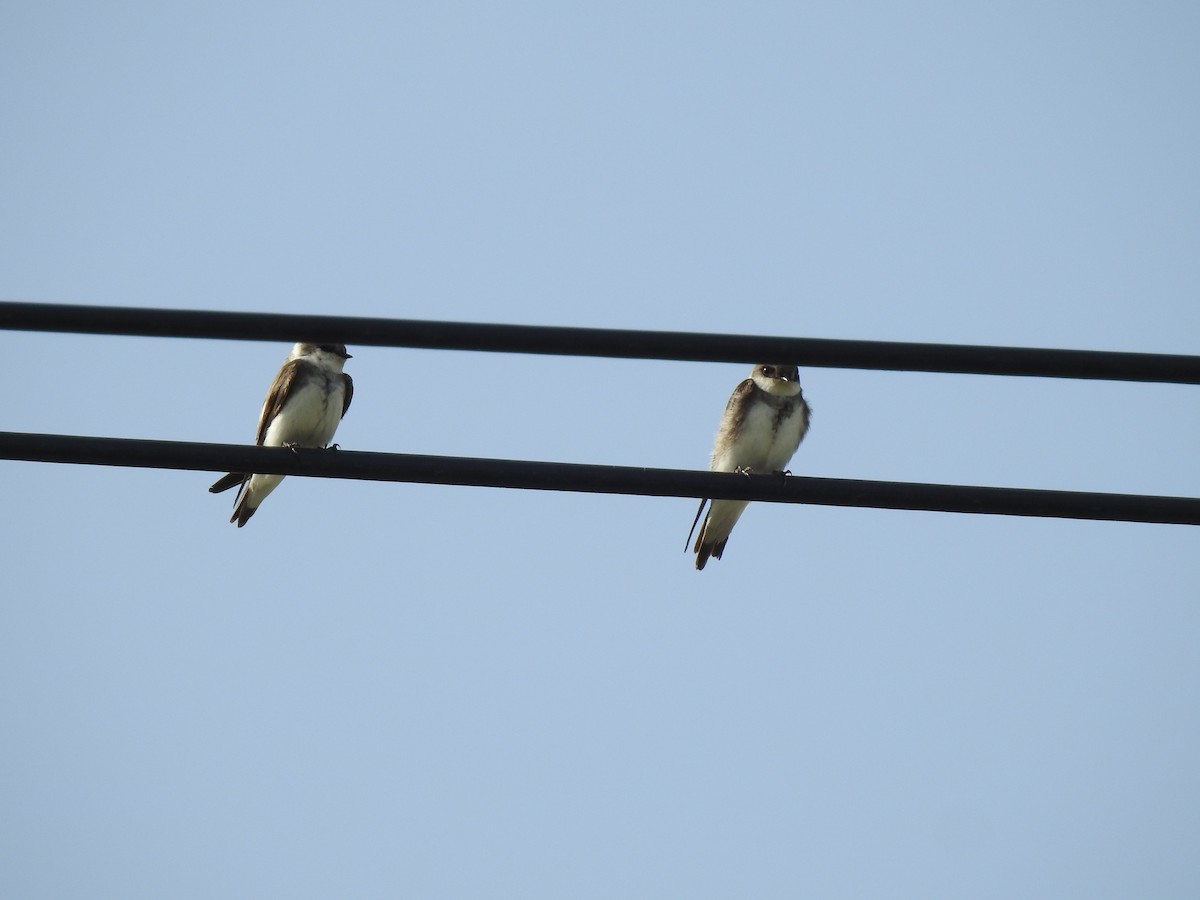 Bank Swallow - ML94586561