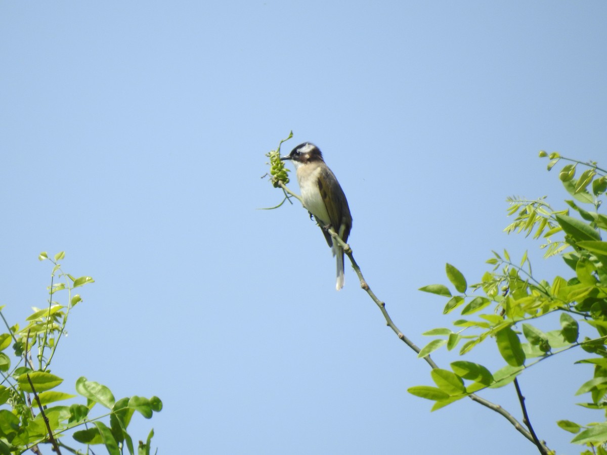 Light-vented Bulbul - ML94586781