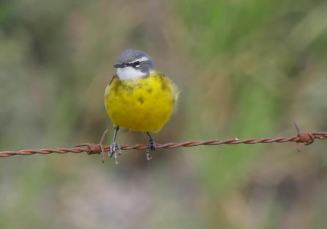 konipas luční - ML94589111