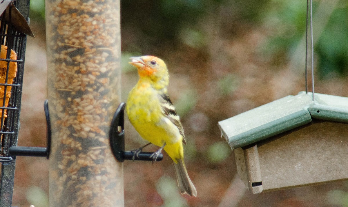 Western Tanager - ML94590991