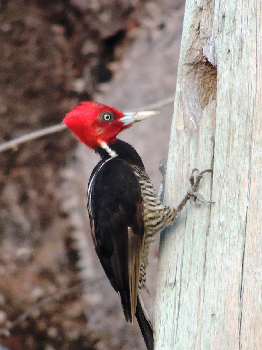 Pale-billed Woodpecker - Denise McGhee