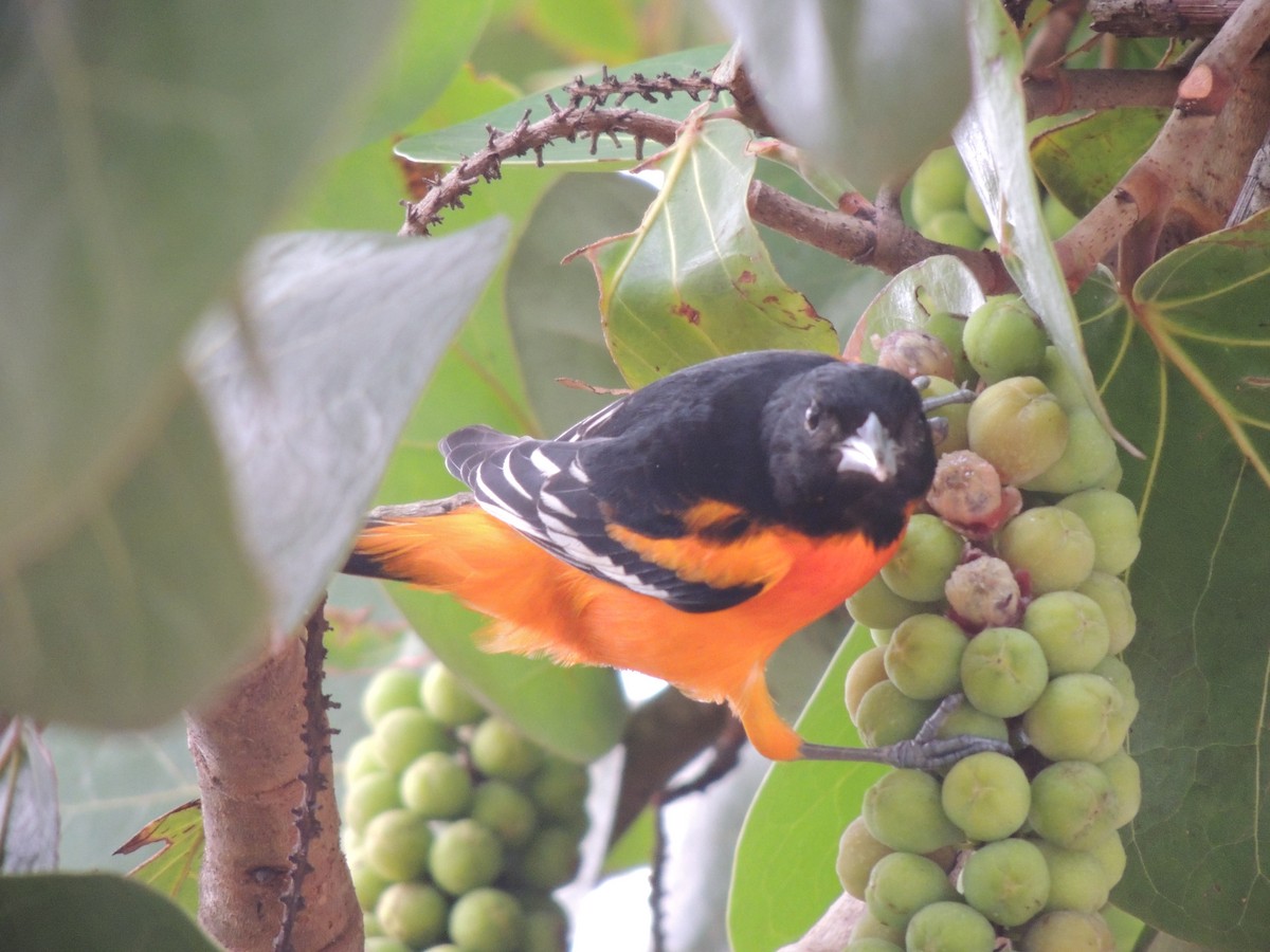 Baltimore Oriole - ML94592401