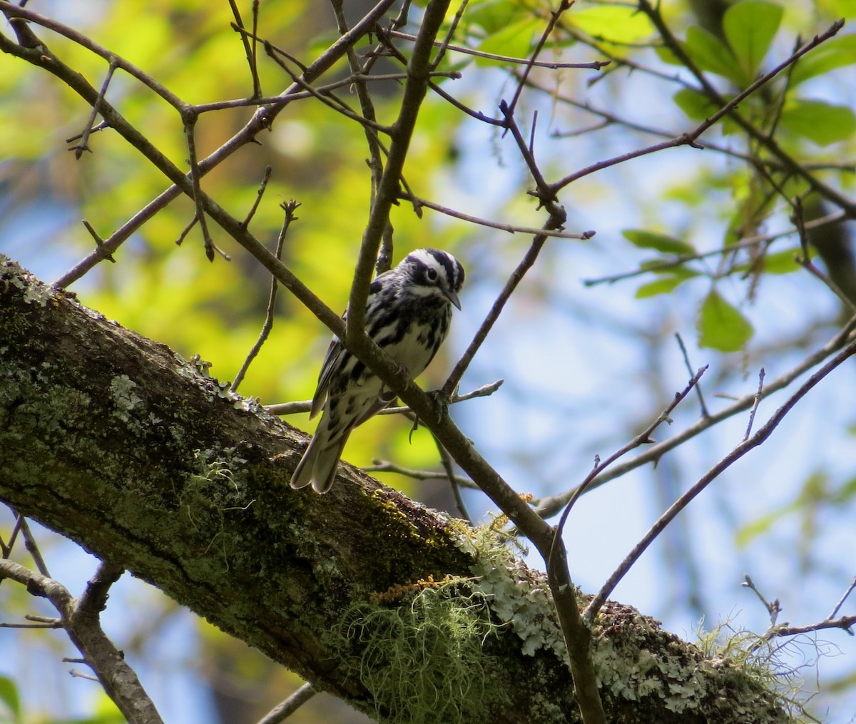 Black-and-white Warbler - ML94598461