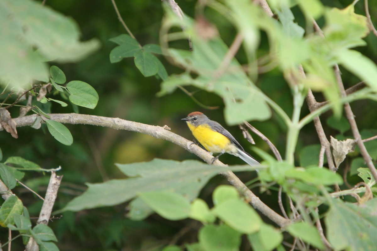 Brown-capped Redstart - ML94598641